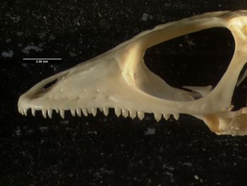 Media type: image;   Herpetology R-28540